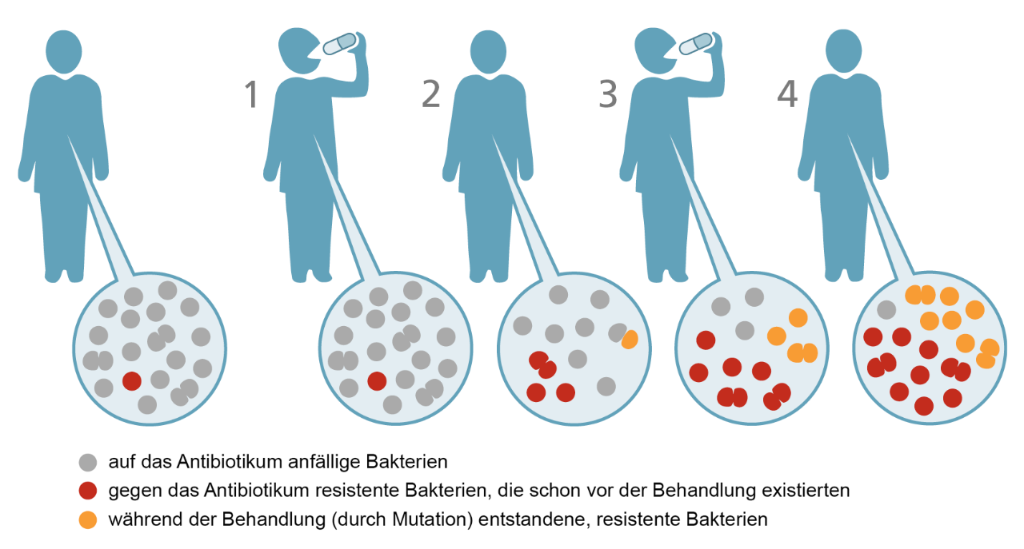 Vor der Antibiotikabehandlung sind die resistenten Bakterien (in rot) in der Minderheit. 1) Nach der ersten Behandlung sinkt die Anzahl nicht resistenter Bakterien. Dadurch steht den resistenten Bakterien mehr Platz zur Verfügung, sie können sich vermehren. 2) Wäh-rend einer Antibiotikabehandlung können auch Mutationen entstehen (also zufällige Varia-tionen im Erbgut der Bakterien), die zur Entstehung von Bakterien mit einer neuen Art von Resistenz (in orange) führen. 3) und 4) Das Weiterführen der Behandlung begünstigt die resistenten Bakterien.